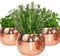 QMBasic Gourmet KRÄUTERTOPF 3- TEILIG ohne Bewässerungssystem Kräutergarten für die Küche | 10 x 11 x 10 cm für frische Küchenkräuter in Gold