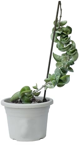 pianta rampicante di Hoya carnosa compacta foglie ricciolute fiori di cera rosa
