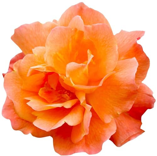 Selbstklebender Aufkleber Autoaufkleber Sticker wetterfest Blumen Mülltonne Blumenwiese Dekoration Fensterbild Fliesenaufkleber 10 x 10 cm - Rose orange -
