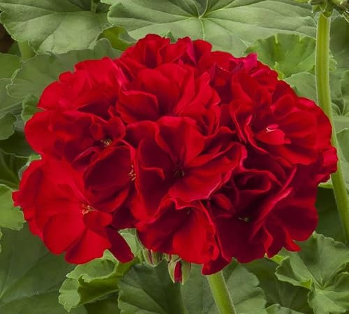 Giant New Geranium Flower Seeds 100pcs 100pcs for Gardening Red
