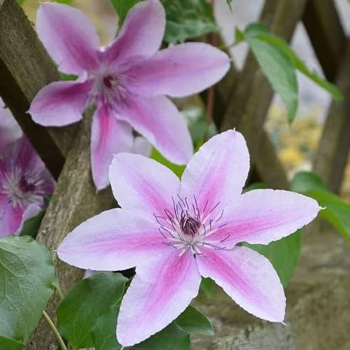 Plant World Seeds - Clematis Baby Pink Seeds (Climber Seeds)