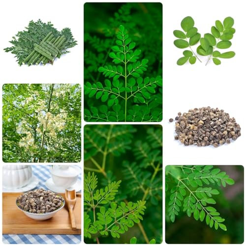 5 pcs moringa samen bio - alte gemüsesorten samen pflanzensamen bäume,Moringa oleifera, küchenkräuter vegetable seeds bohnenkraut pflanze kräuterlinge plants winterharte pflanzen