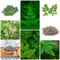 5 pcs moringa samen bio - alte gemüsesorten samen pflanzensamen bäume,Moringa oleifera, küchenkräuter vegetable seeds bohnenkraut pflanze kräuterlinge plants winterharte pflanzen