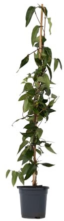 Plant in a Box - Lonicera henryi 'Copper Beauty' - Geißblatt - Gartenpflanze - Kletterpflanze - Gelb - ⌀17cm - Höhe 110-120cm