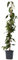 Plant in a Box - Lonicera henryi 'Copper Beauty' - Geißblatt - Gartenpflanze - Kletterpflanze - Gelb - ⌀17cm - Höhe 110-120cm