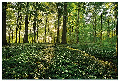 Wallario Küchenrückwand selbstklebend 90 x 60 cm, Motiv: Waldanemonen und Sonnenstrahlen im Wald | Spritzschutz abwischbar & pflegeleicht