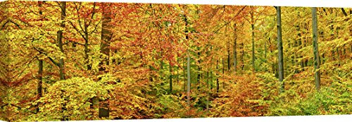 ART PRINT CAFE' – Kunstdruck auf Leinwand – Naturfotografie - Frank Krahmer, Buchenwald im Herbst, Kassel, Deutschland – 100x35 cm