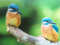 authentic CARDS 3D Postkarte Wackelbild Eisvögel Natur Vögel GREETING_CARD