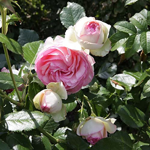 Rose Plant 'Eden Rose 88' Rosa Climbing Hardy Shrub Fragrant Cream-Pink Blooms Easy to Grow Flowers 3-Litre Potted Plants by Thompson and Morgan