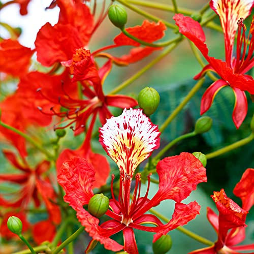 flammenbaum pflanze winterhart samen,Delonix regia,Flamboyant,baumsamen,saatgut bäume bonsai baum seed pflanzen deko garten geschenk plants deko pflanze 20Stück