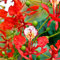 flammenbaum pflanze winterhart samen,Delonix regia,Flamboyant,baumsamen,saatgut bäume bonsai baum seed pflanzen deko garten geschenk plants deko pflanze 20Stück