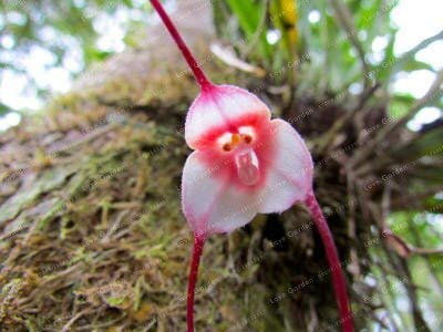 1: 100 Stücke 10 Arten Nette Affe Gesicht Orchidee Samen Affe Orchidee Bonsai Pflanzen Blumen Samen Für Hausgarten