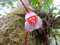 1: 100 Stücke 10 Arten Nette Affe Gesicht Orchidee Samen Affe Orchidee Bonsai Pflanzen Blumen Samen Für Hausgarten