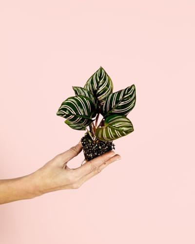 Calathea Ornata Mini | Plantas Naturales Interior | Pur Plant