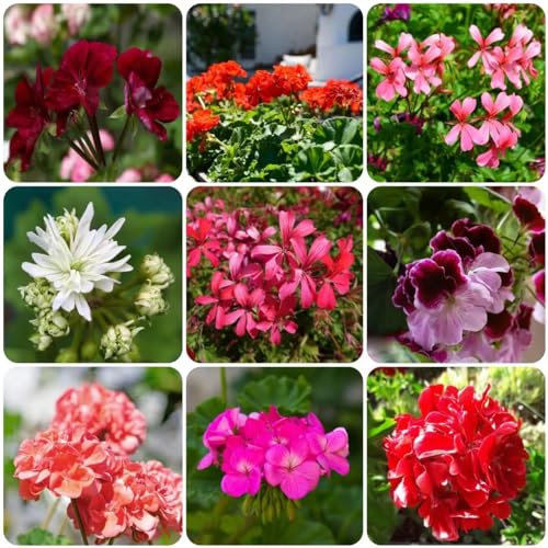geranien samen hängend blumenwiese samen mehrjährig winterhart winterfeste pflanzen für balkon dachbegrünung samen saatgut kräutergarten bodendecker winterharte pflanzen 50pcs