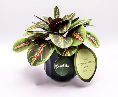 Prayer Plant Paper Craft Kit | Maranta DIY Houseplant Gift | No-Glue No-Scissors Activity | Includes Real Ceramic Pot | Unique Mindful Gift for Her | Birthday Housewarming 1st Anniversary Present