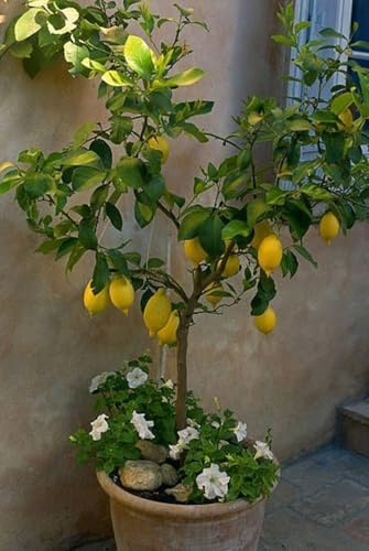 Limonero Ornamental Vivo- sin necesidad de mantenimiento,Ecologización-1 BULBO