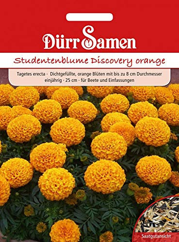 Dürr Samen 4212 Studentenblume Discovery orange (Studentenblumensamen)