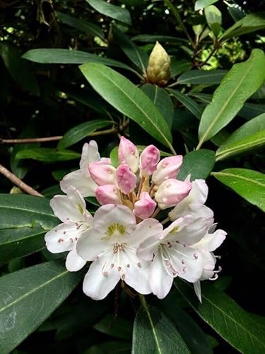 Riesen - Rhododendron maximum - Great laurel 25+ Samen - Seeds - Graines W 150