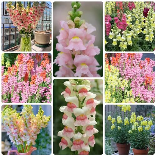 100 pcs Löwenmäulchen pflanze samen - hochbeete für garten,Antirrhinum majus, deko bodendecker winterhart mehrjährig balkonpflanzen winterhart saat winterharte pflanzen für garten