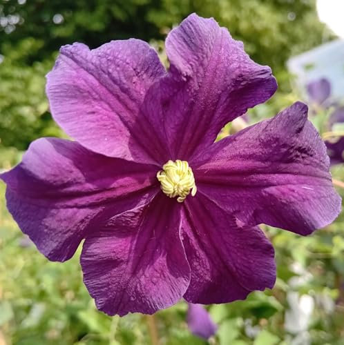 Waldrebe Clematis viticella Etoile violett 40-60 cm Kletterpflanze lila winterhart