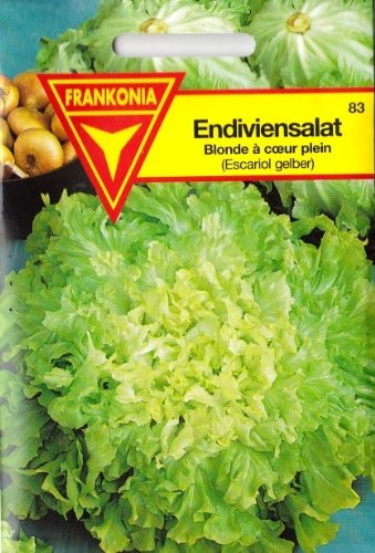 Salade d'endive, escariol, graines pour environ 8 mètres courants.