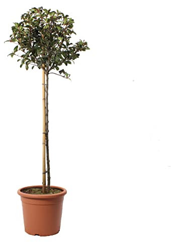 KENTIS - Photinia Fraseri Robusta Compacta con Decorazione Vaso in Juta - Piante Vere da Esterno Resistenti - Pianta Ornamentale per Giardino - H 125-150 cm Vaso Ø 30 cm 1/2 Fusto