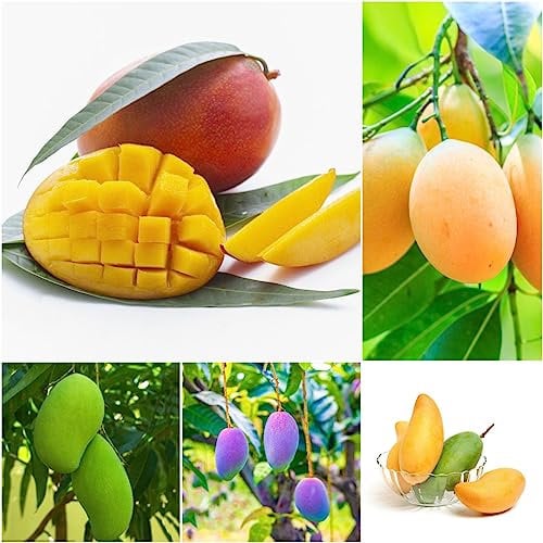 3 pcs mango samen zum pflanzen - bäume garten winterhart saat bio geschenke mangobaum,Mangifera indica säulenobst plants robuste balkonpflanzen winterhart zwergobstbäume kräutergarten