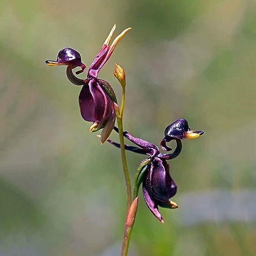 10 Stück seltene fliegende Enten-Orchideen-Blumensamen, blühende Topfpflanze, Gartendekoration für die Gartenbepflanzung Flying Duck Orchideensamen