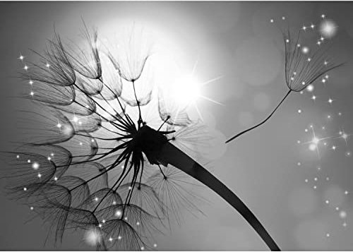 Runa Art Papier peint intissé pissenlit Sun 352 x 250 cm Toison Mur XXL Tableaux Muraux Tapisserie Photo Décoration Murale Salon Chambre Noir et blanc 9501011c