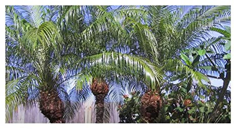 10 x Phoenix Roebelenii Dwarf Date Palm Garden Plants Seeds ID424 Seeds Plants Shop Seed Bench Pullingen Patrik Ipsa