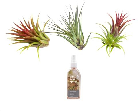 Tillandsien Pflanzen Echt im Mix - Tillandsien hängend stehend Deko Air Bowl Tillandsia Luftpflanzen, Terrarium Pflanzen, Spanisches Moos (3x Tillandsien & Spray)