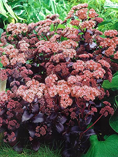 GARTHWAITE NURSERIES® : - Sedum Purple Emperor Perennial Plant, Pink Flowering Stonecrop with Dark Purple Foliage, 1 Bare Root
