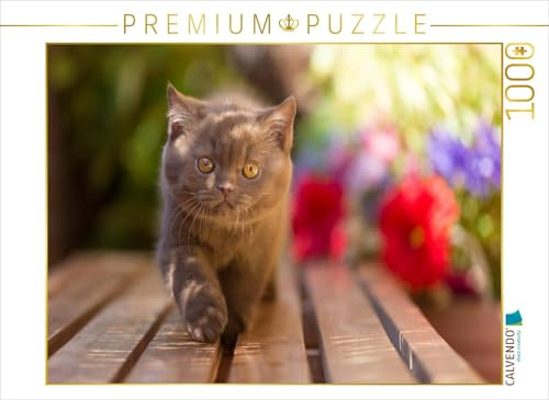 CALVENDO Puzzle EIN Motiv aus dem Kalender Kittens - Britisch Kurzhaar Katzenkinder | 1000 Teile Lege-Größe 64 x 48 cm Foto-Puzzle für glückliche Stunden