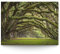 BilderKing Wandbild Baumallee Alte Eichen - 160cm x 120cm Leinwand auf 4cm Keilrahmen