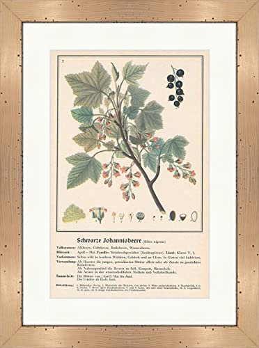 Biller Antik Grosella negra Ribes nigrum Plantas medicinales Hierbas medicinales 099 Enmarcado
