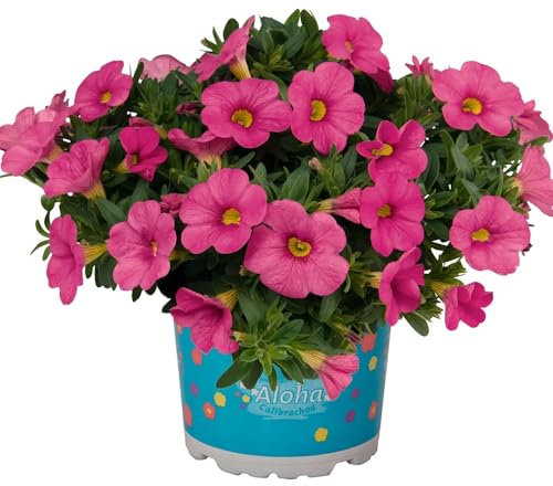 Zauberglöckchen samen (Calibrachoa elegans), deko garten，ausgefallene geschenke winterharte pflanzen für garten，indoor garten samen anzucht，fensterbank deko blumen garten，pflanzen für 350pcs