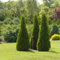 40 semi piramidale americani Tuia Albero Seeds (Thuja occidentalis)