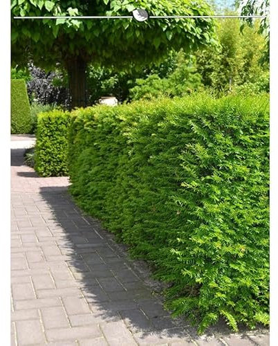 Nicht-Fruchtende Eibe Taxus Hillii 100-120 cm IM TOPF. 100 St. Eibe Sichtschutz