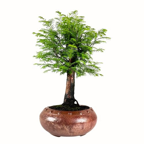 Bonsai Baum mit Keramik Blumentopf - Metasequoia - Bonsai - Wald - Baum im Freien (P25.5)