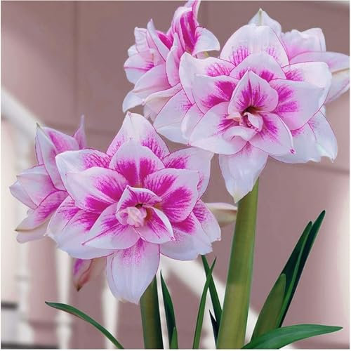 Amarilis bulbo,Amarilis verde,resistente al frío,Bulbos de amarilis,amarilis Belladona,de colores Brillantes,plantas raras,amarilis planta,decoración de interiores y jardines,-1bulbo-B