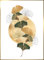 STYLER Bild Gilded Ginkgo 50x70 cm mit goldenem Rahmen – Elegantes Wandbild für Ihr Zuhause – Ginkgo-Blätter Gold Modern Minimalistisch Deko