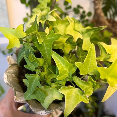 150 Pcs Efeu Pflanze Samen, Ivy Samen - Gartenpflanzen Winterhart Mehrjährig Efeutute Ivy Vines Samen, Pflanzen Für Draußen Winterhart Luftreinigende Zimmerpflanzen Gartenpflanzen