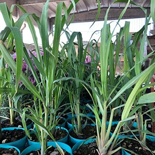1 PIANTA DI CITRONELLA, 20-30CM, ANTIZANZARE NATURALE,Cymbopogon citratus,