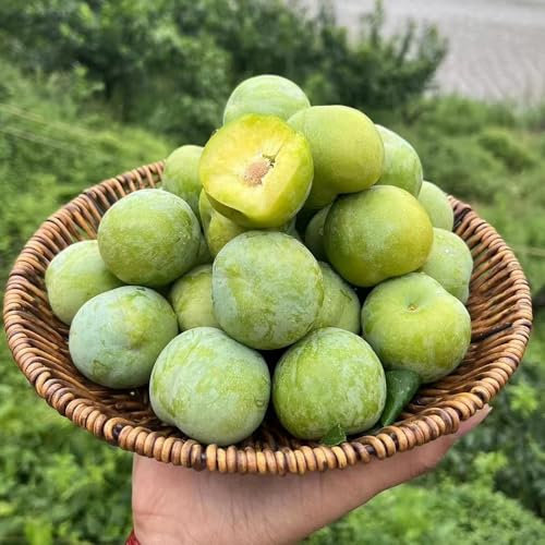 Semillas resistentes de ciruelo, semillas de ciruelo - Árboles resistentes al jardín, plantas de jardín resistentes y perennes, semillas de ciruela, decoración de árboles frutales, 60pcs