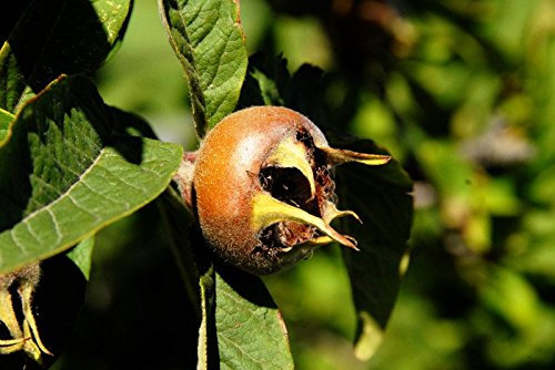 Mispel 100-125cm - Mespilus germanica