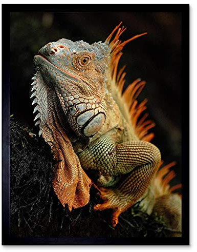 Wee Blue Coo Photo Animal Iguana Lizard Reptile Scales Spines Art Print Framed Poster Wall Decor Kunstdruck Poster Wand-Dekor-12X16 Zoll