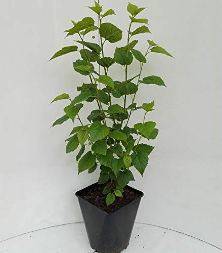 Zwerg-Maulbeere `Mulle´, Morus acidosa, 80-100cm, im Topf