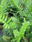 Grannenfarn - Schildfarn - Polystichum setiferum bot. Art