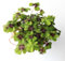 100 pcs glücksklee samen - kräuterbeet, alte sorten saatgut Klee Samen topfpflanzen für draußen, blumengarten bonsai, pflanzen samen indoor blumenbeet, topfpflanzen echt bonsai samen,